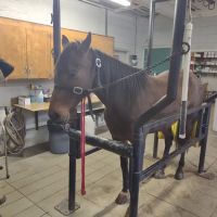 Statesville Bovine & Equine: Blackwelder J T DVM ico