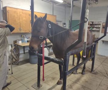 Statesville Bovine & Equine: Blackwelder J T DVM