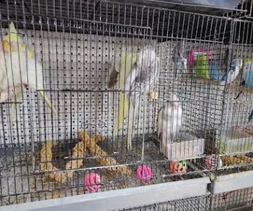 The Bird Spot