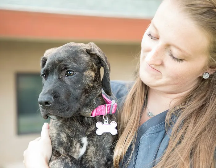 Animal Hospital of Statesville 12