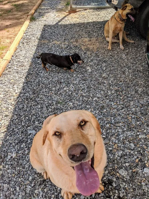 Animal Hospital of Statesville 12