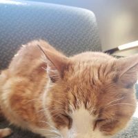 Animal Hospital of Statesville ico