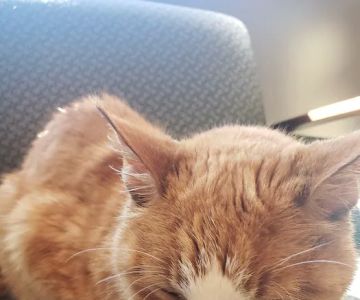 Animal Hospital of Statesville