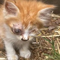 Angelcare Veterinary Hospital ico