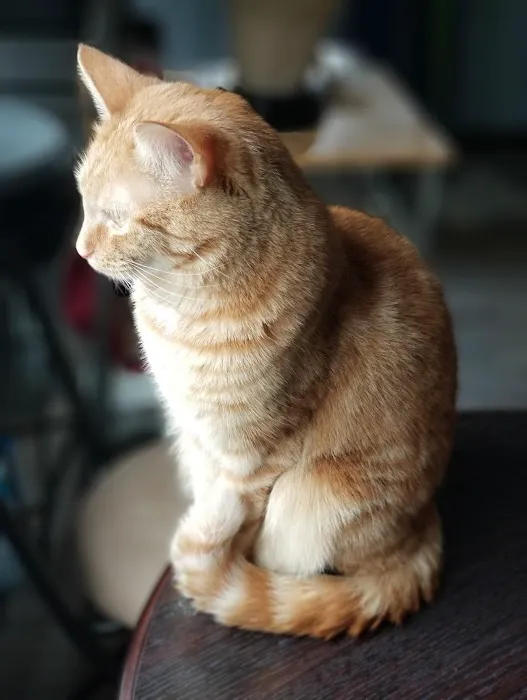 Angelcare Veterinary Hospital 8