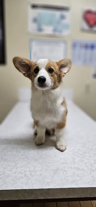 Davis Animal Hospital 12