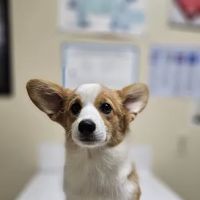 Davis Animal Hospital ico