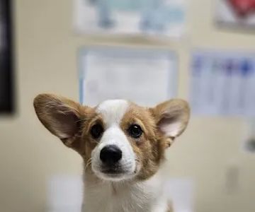 Davis Animal Hospital