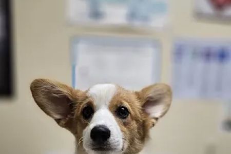 Davis Animal Hospital