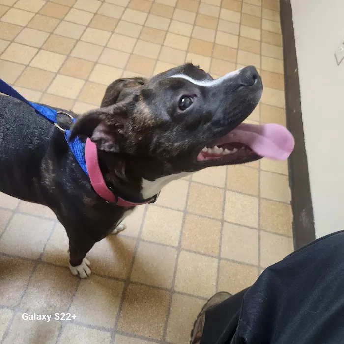 Davis Animal Hospital 12