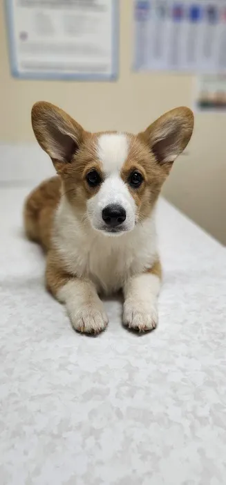 Davis Animal Hospital 12