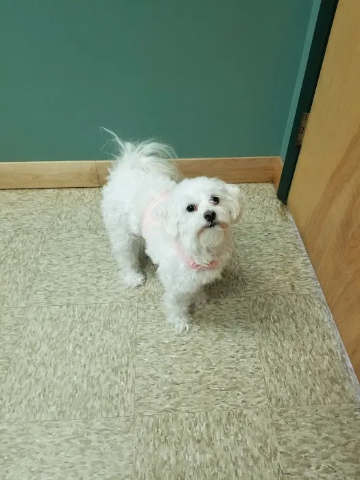Little Mountain Veterinary Clinic 8