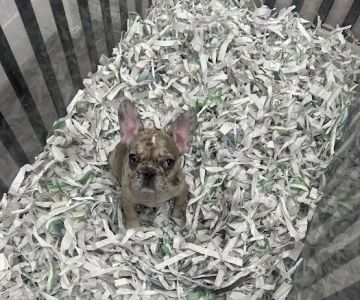 Puppies For Less - Sahara Las Vegas