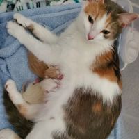 West Shore Animal Hospital ico