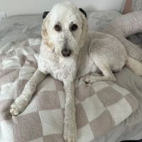 Dry Pond Animal Hospital and Pet Resort ico