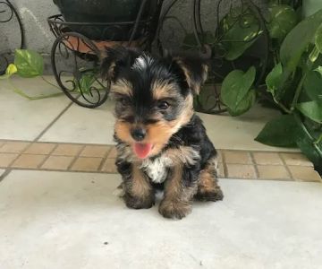 Las Vegas Puppy World