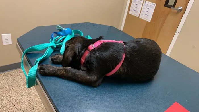 Scotts Creek Animal Hospital 5