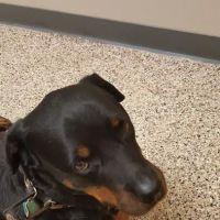 Scotts Creek Animal Hospital ico