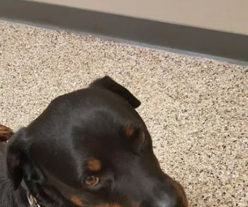 Scotts Creek Animal Hospital