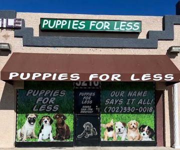 Puppies For Less - Rancho Las Vegas