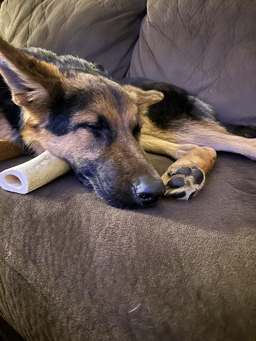 Pet Emergency and Trauma Services 2