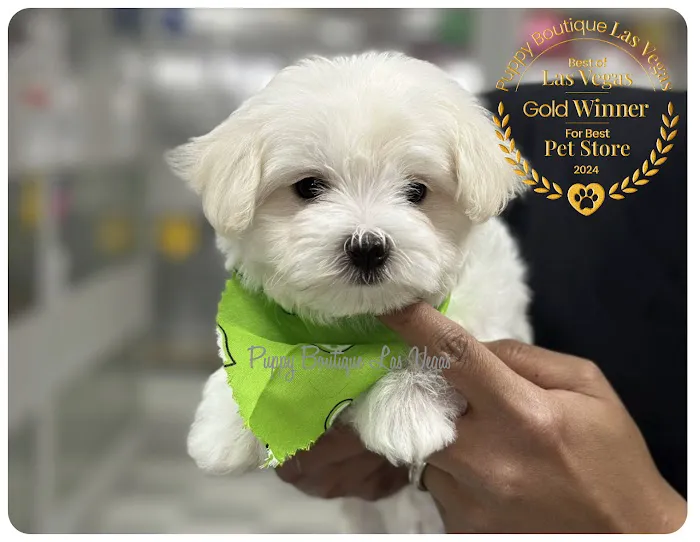 Puppy Boutique Las Vegas 2