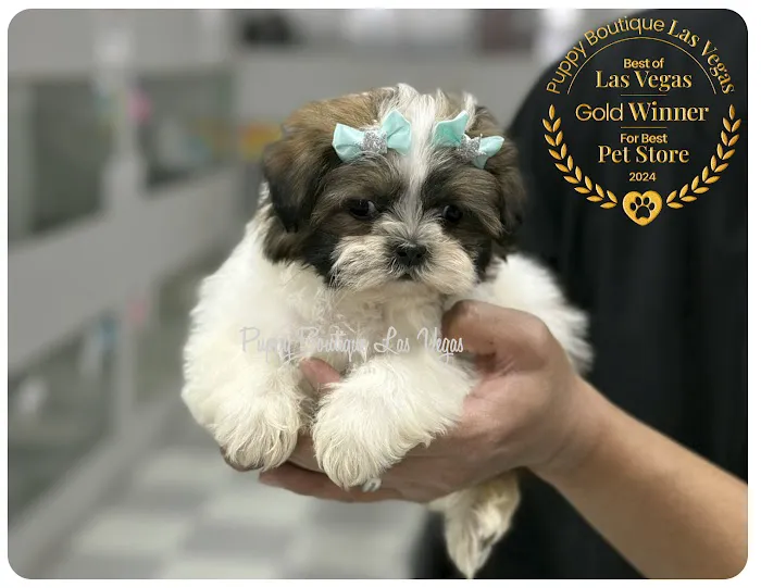 Puppy Boutique Las Vegas 7