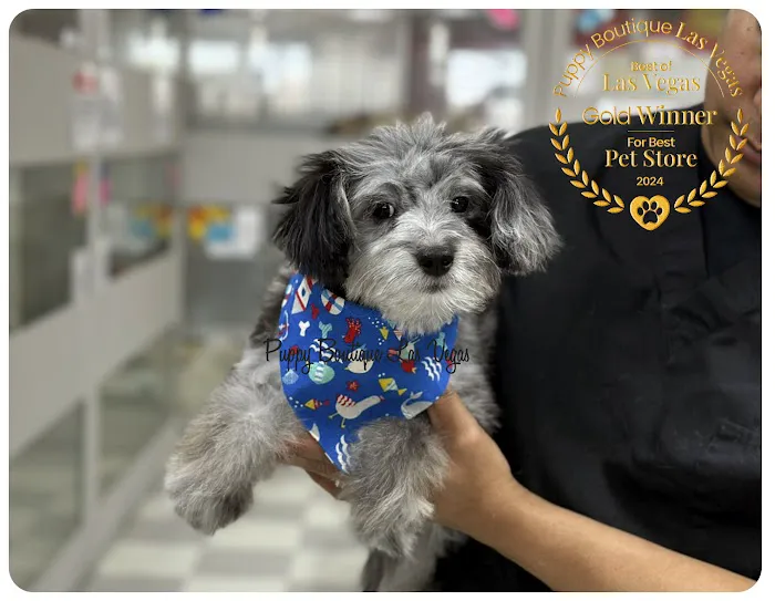 Puppy Boutique Las Vegas 9