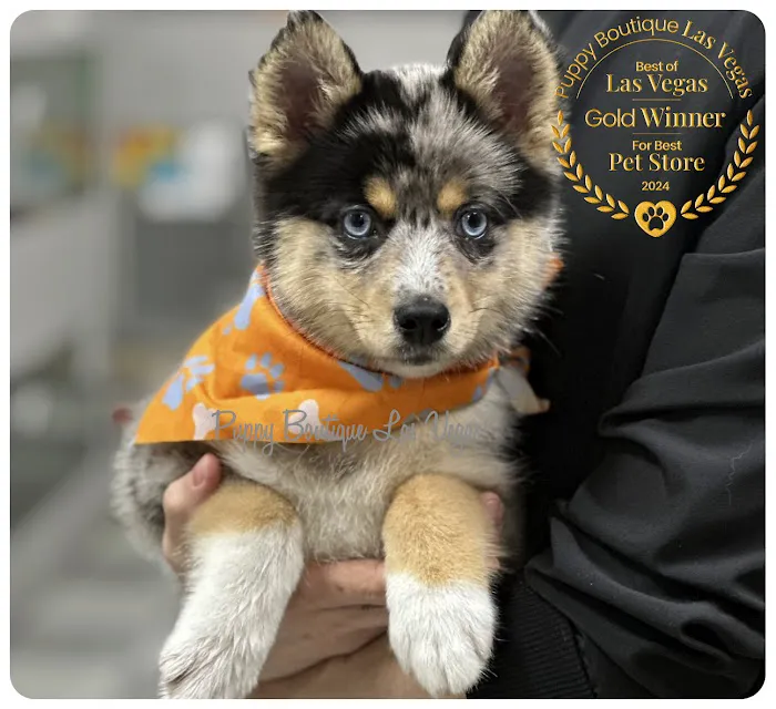 Puppy Boutique Las Vegas 5