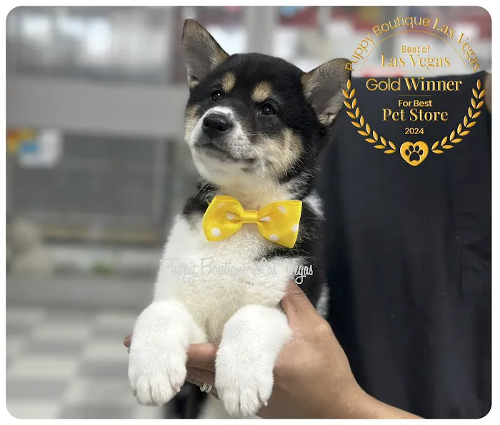 Puppy Boutique Las Vegas 8