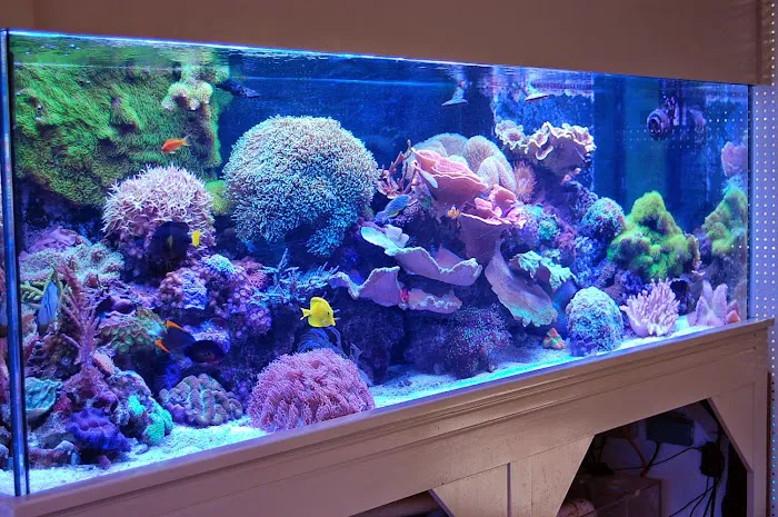 Blue Reef Aquatics 5