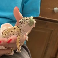 Griffin Avian & Exotic Veterinary Hospital ico