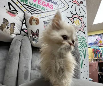 Paws and Whiskers Pet Shop