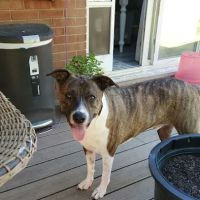 Animal Hospital of Kannapolis ico