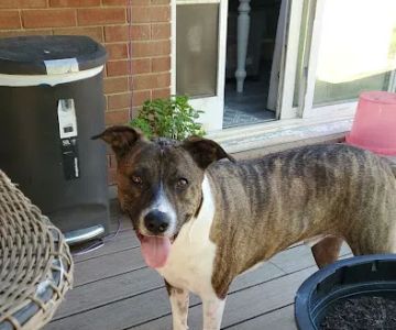 Animal Hospital of Kannapolis