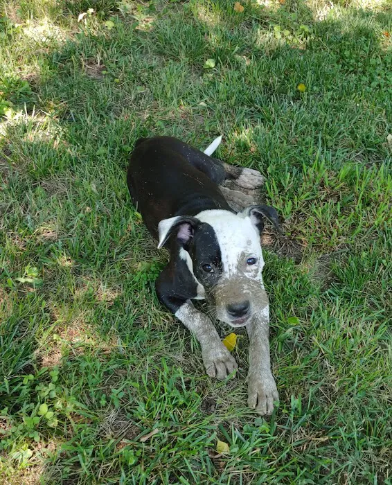 Animal Hospital of Kannapolis 6