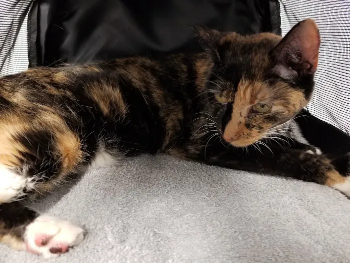 Animal Hospital of Kannapolis 8