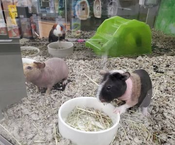 Petco