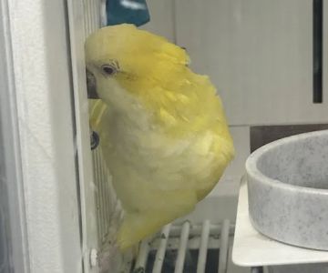 Petco