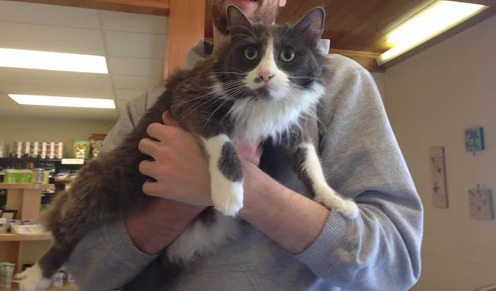 Powell Veterinary Center At Westmoreland 12