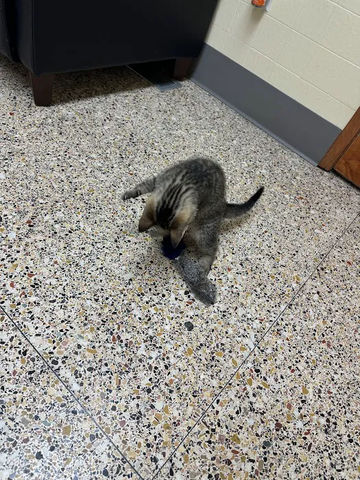 Powell Veterinary Center At Westmoreland 12