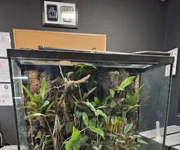 9th Island Reptiles