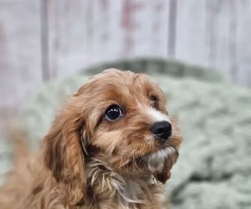 Puppies For Less - W Cheyenne Las Vegas
