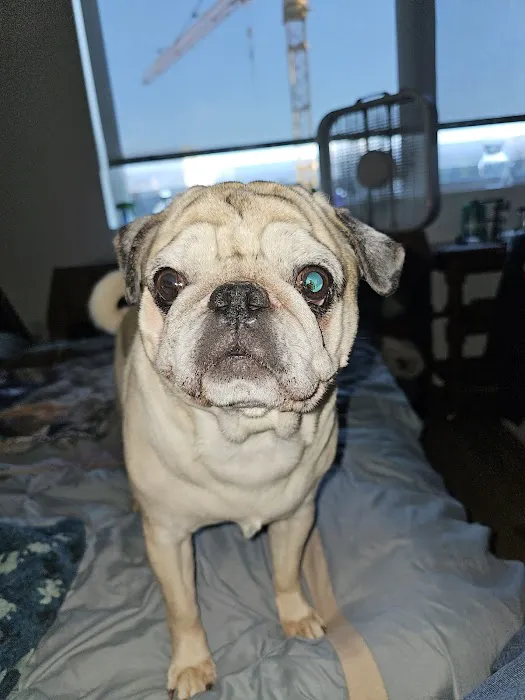 Moreland Veterinary Hospital: Bruno Kay L DVM 1