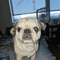 Moreland Veterinary Hospital: Bruno Kay L DVM ico