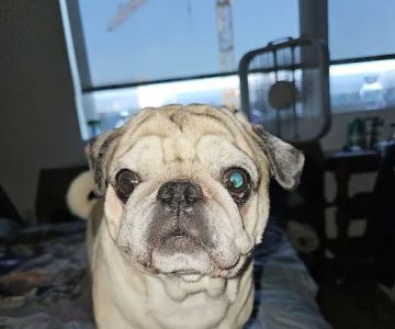 Moreland Veterinary Hospital: Bruno Kay L DVM