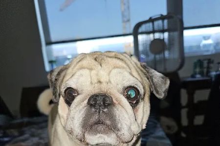Moreland Veterinary Hospital: Bruno Kay L DVM