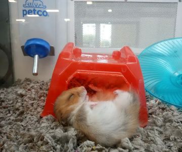 Petco