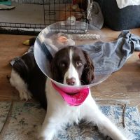 Moreland Veterinary Hospital ico