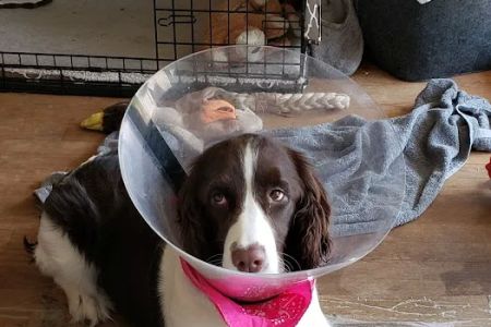 Moreland Veterinary Hospital